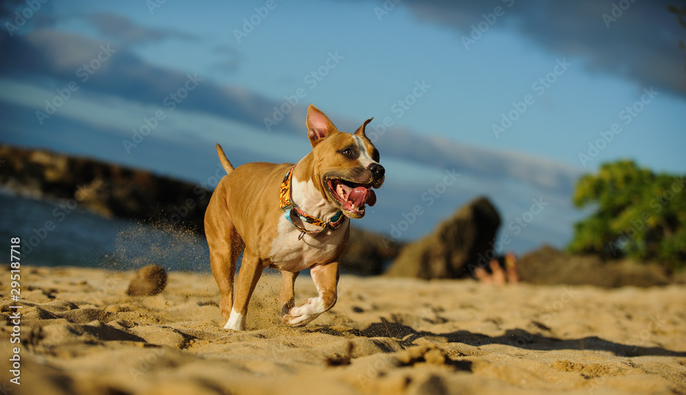 American Pit Bull Terrier dog outdoor American Pit Bull Terrier dog outdoor
