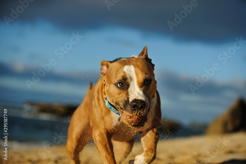 American Pit Bull Terrier dog outdoor