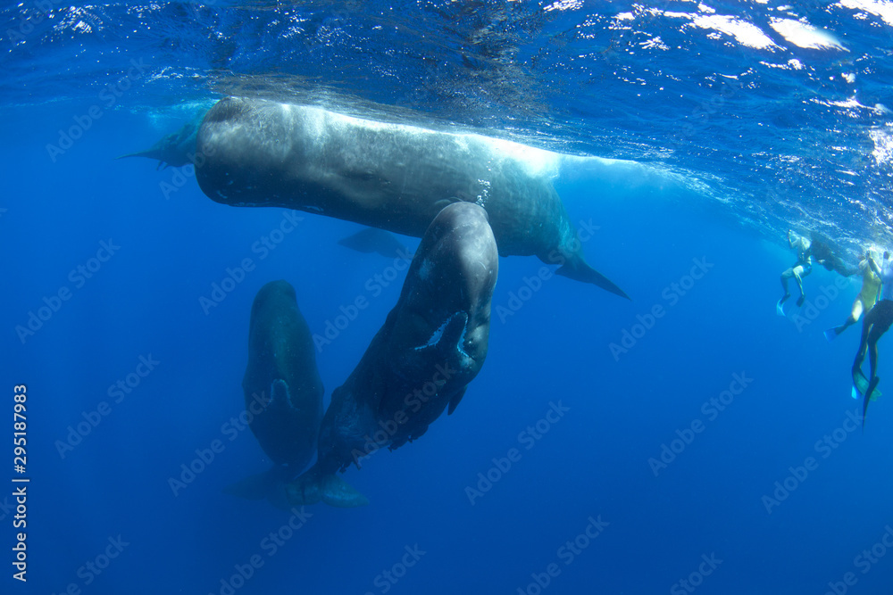 Fototapeta premium sperm whale, physeter macrocephalus, Indian Ocean 