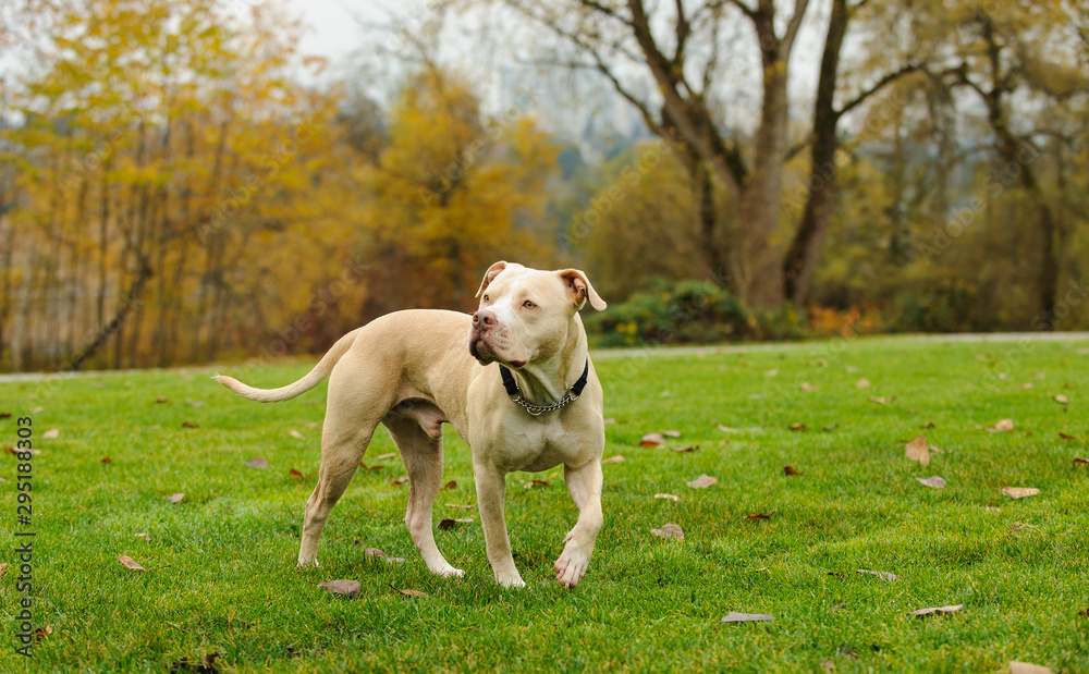 American Pit Bull Terrier dog outdoor