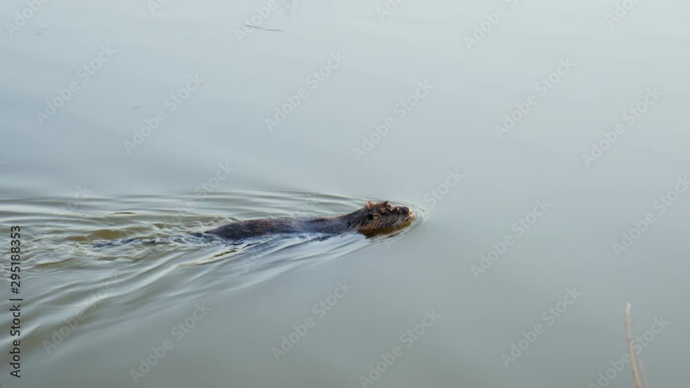 Coypu, nutria in the wild, swims in rates, lake in slow motion Coypu, nutria in the wild, swims in rates, lake in slow motion