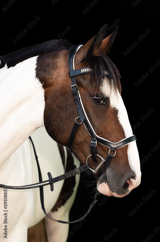 Fototapeta premium Portrait Schecke