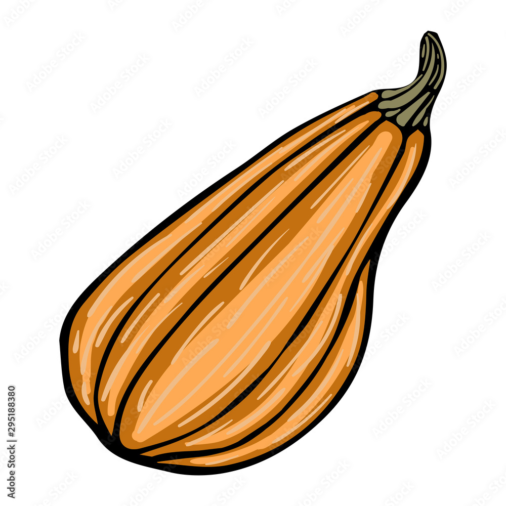 Pumpkin striped orange sketch doodle isolated Pumpkin striped orange sketch doodle isolated