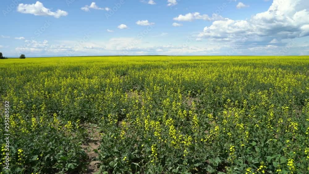 Slow motion panning of Canola field suffering from Drought issues, left to right Pan, handheld Slow motion panning of Canola field suffering from Drought issues, left to right Pan, handheld