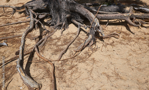 Naked tree roots spreading out on the sandy soil seaking nutrients
