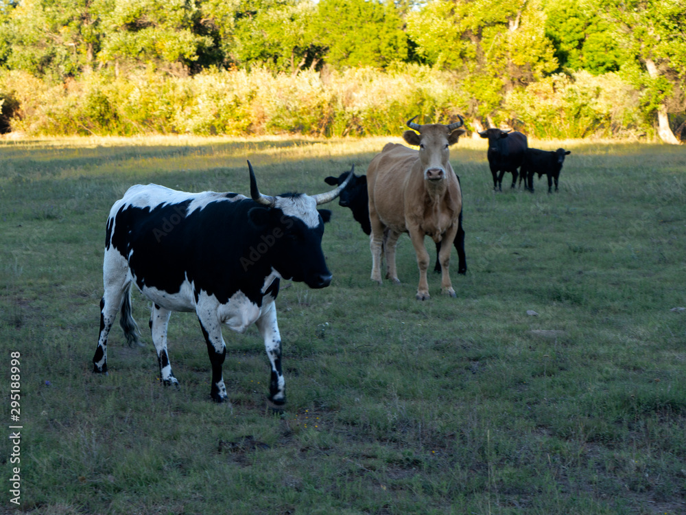 Yolo Cows and Calves