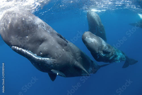 sperm whale, physeter macrocephalus, Indian Ocean	 photo
