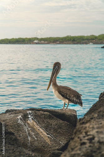 Beautiful brown pelican birds. Natural wildlife shot in San Cristobal, Galapagos. Pelicans bird resting on rocks with ocean sea background. Wild animal in nature.