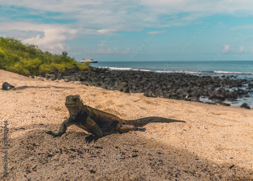 Fototapeta premium Galapagos Marine Iguana on sand. Natural wildlife shot in San Cristobal, Galapagos. Beautiful beach with ocean sea background. Wild animal in nature.