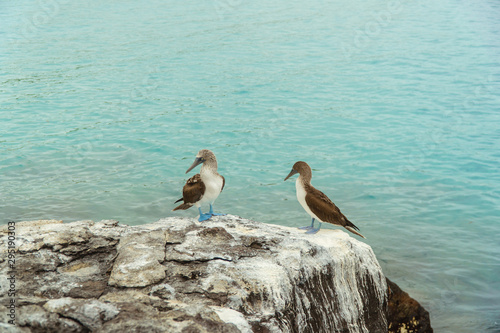 Beautiful blue footed boobie bird. Natural wildlife shot in San Cristobal  Galapagos. Boobies resting on rocks with ocean sea background. Wild animal in nature.