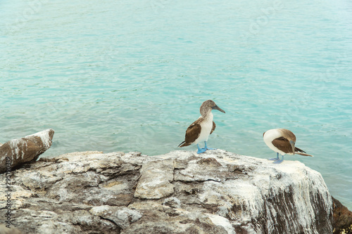 Beautiful blue footed boobie bird. Natural wildlife shot in San Cristobal, Galapagos. Boobies resting on rocks with ocean sea background. Wild animal in nature.