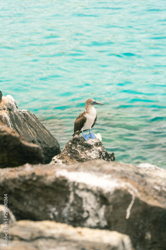 Beautiful blue footed boobie bird. Natural wildlife shot in San Cristobal, Galapagos. Boobies resting on rocks with ocean sea background. Wild animal in nature.