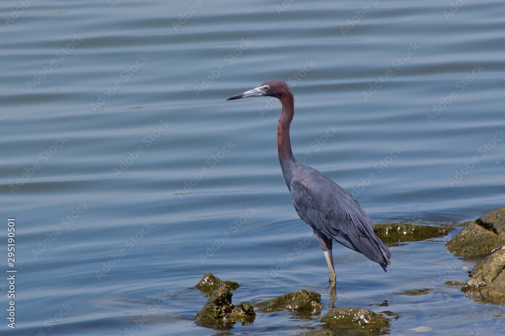 Little Blue Heron standing at water's edge