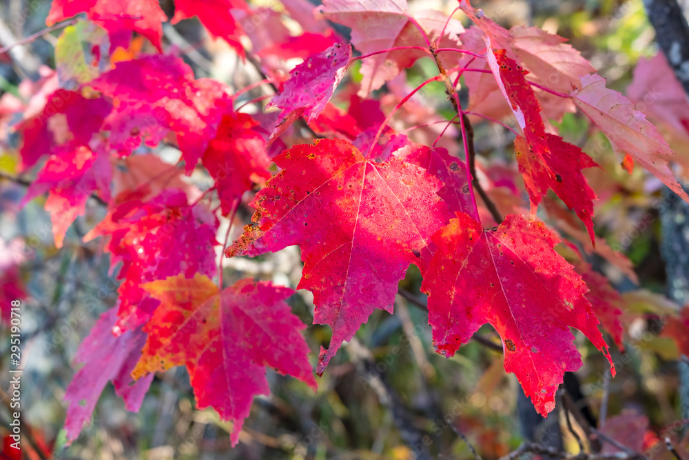 Fall Colors in Algonquin Park, Ontario, Canada Fall Colors in Algonquin Park, Ontario, Canada
