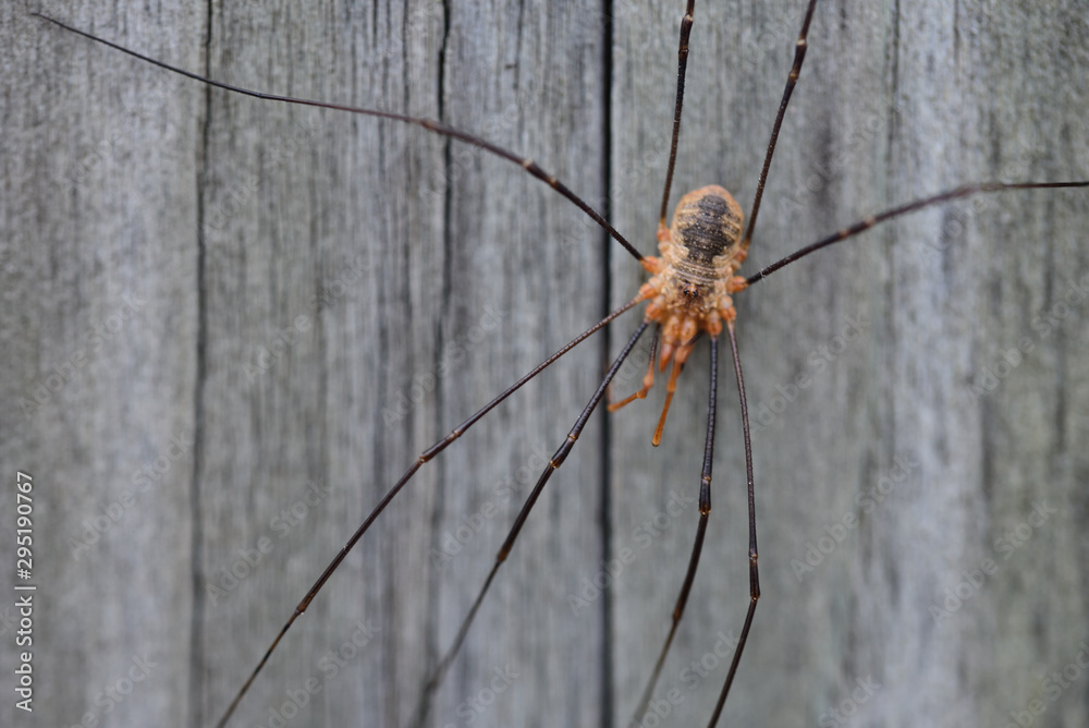 Closeup of a wheat grower spider in front of wooden background Closeup of a wheat grower spider in front of wooden background