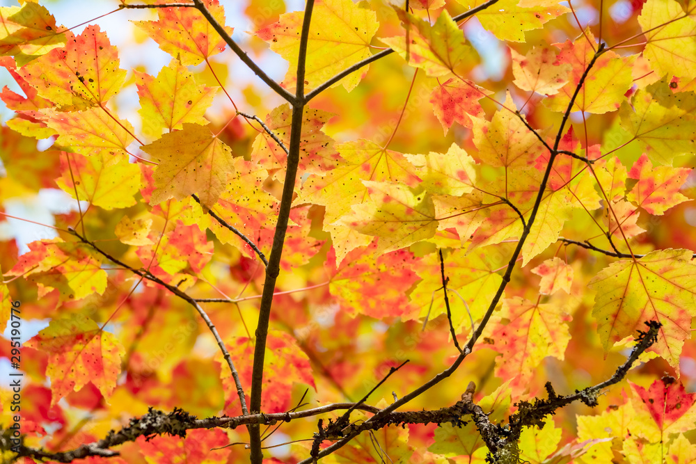Fall Colors in Algonquin Park, Ontario, Canada