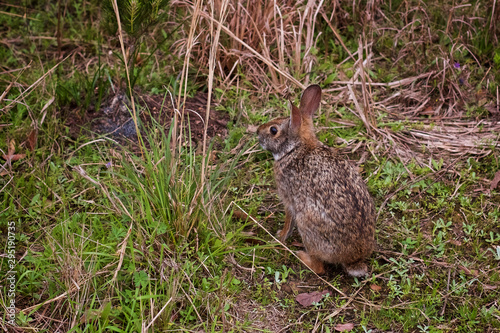 Wild rabbit in grass at the edge of woods