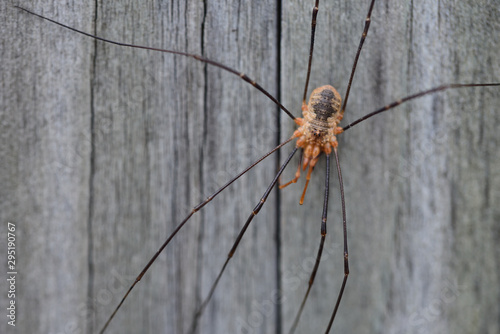 Closeup of a wheat grower spider in front of wooden background