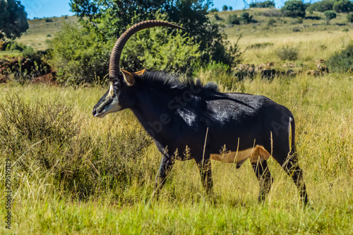 Fotografie Closeup portrait of a cute and majestic Sable antelope in Johannesburg game rese
