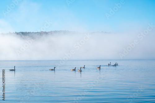 Flock of Canada Geese Swimming in Lake of Two Rivers, Algonquin Park, in the Morning Mist