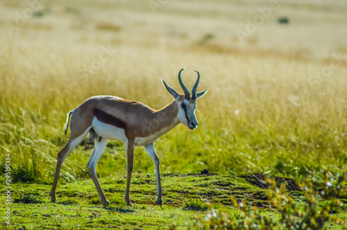 Fototapeta Naklejka Na Ścianę i Meble -  Portrait of an Isolated springbok national animal of South Africa