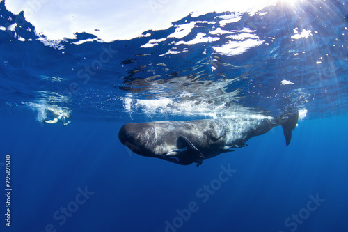 sperm whale  physeter macrocephalus  Indian Ocean 