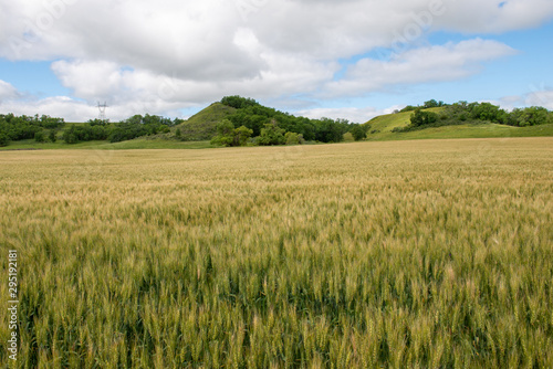 wheat field in north dakota