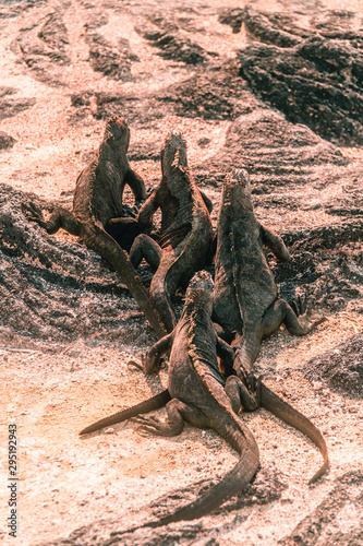 Galapagos Iguana lizard. Hundreds of wildlife. Group of of beautiful marine IGUANA reptiles crawling resting on rocks. Natural wildlife shot in Isabela  San Cristobal  Galapagos Islands. Wild animals