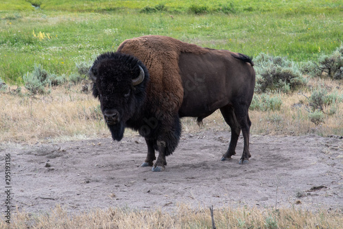 Wildlife at lamar valley in Yellowstone National Park