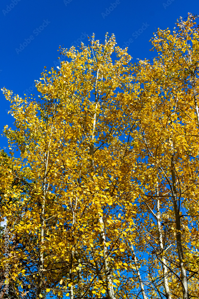 Golden yellow aspen trees changing in the fall Golden yellow aspen trees changing in the fall