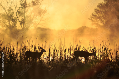 Silhouette of two fawns on a foggy morning
