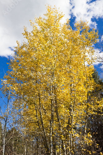 Beautiful fall colors of  Aspen leaves changing color against a partly cloudy blue sky in the Rocky Mountains