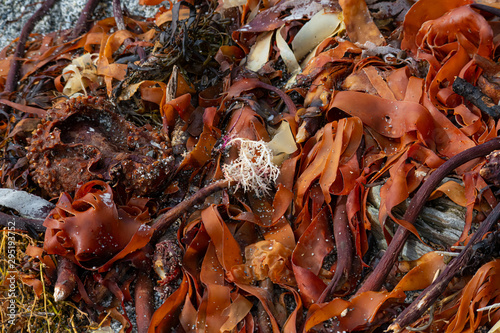 Colourful mixed seaweed washed ashore after windy weather
