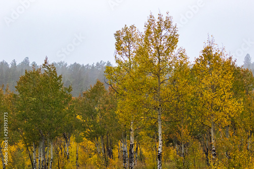 Brilliant golden aspen trees on a misty fall Rocky Mountain morning