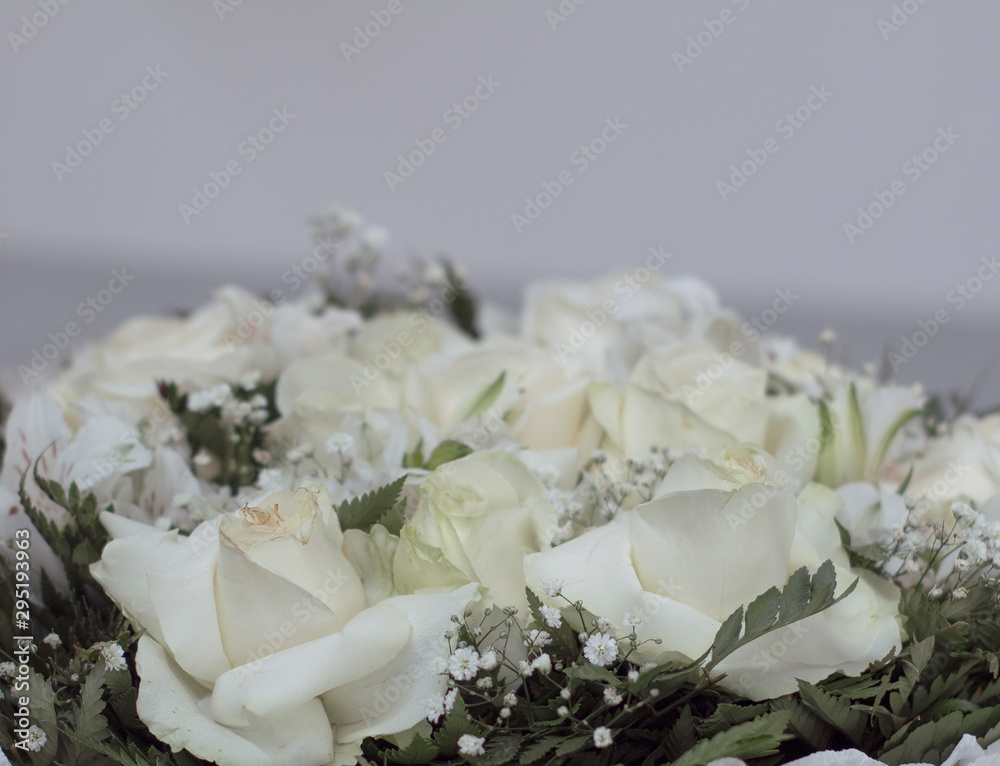 Fototapeta premium Roses