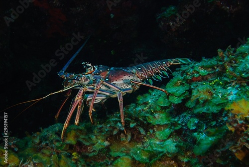 Caribbean spiny lobster 