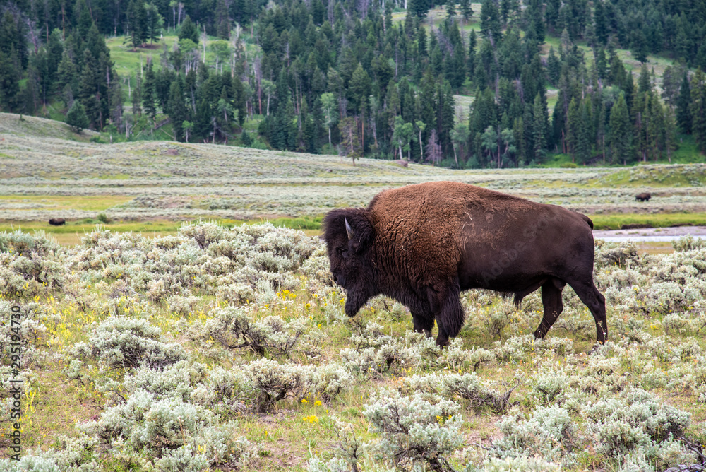 Wildlife at lamar valley in Yellowstone National Park Wildlife at lamar valley in Yellowstone National Park