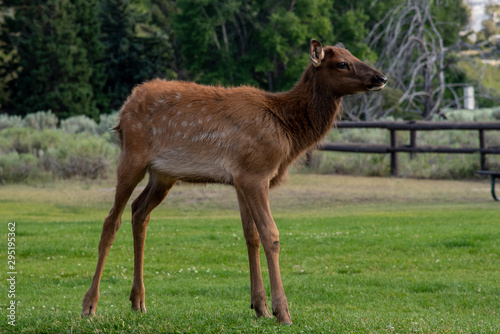 Wildlife at Mammoth hot spring area in Yellowstone National Park