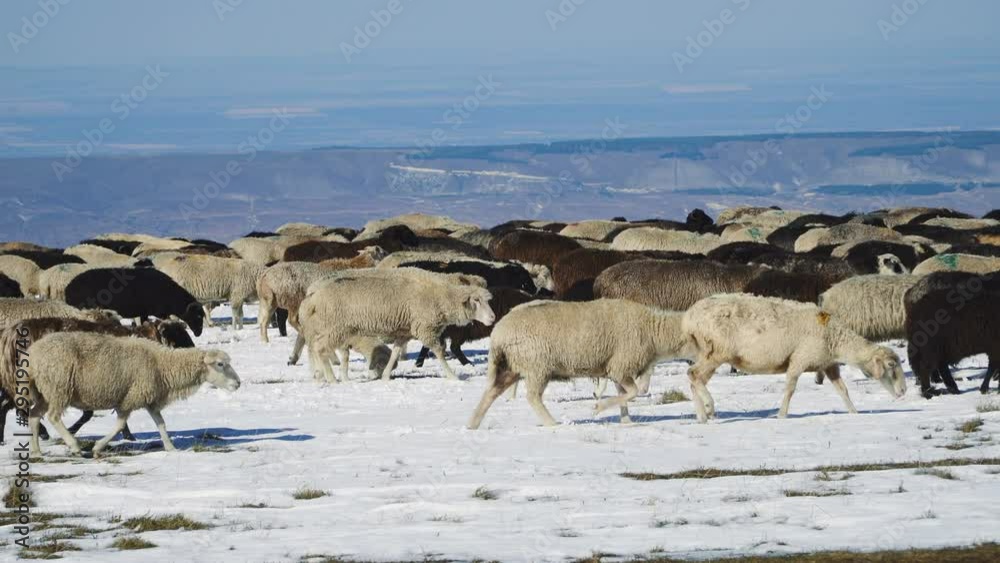 A flock of sheep walks along a snowy peak in the mountains of the Caucasus A flock of sheep walks along a snowy peak in the mountains of the Caucasus