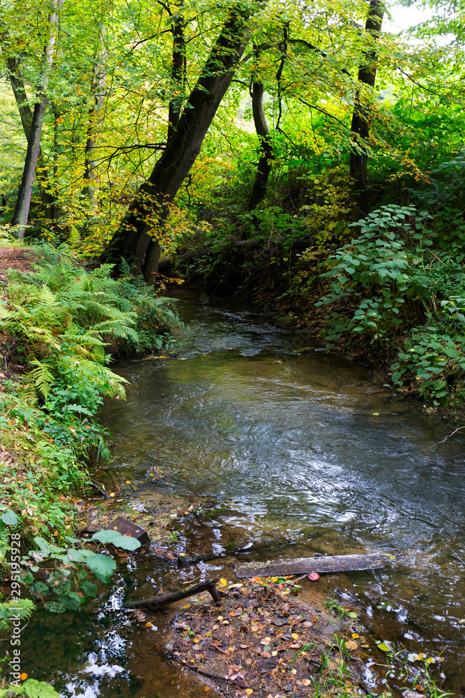 Forest autumn Nature about Creek in northern Bohemia, Lusatian Mountains, Czech Republic Forest autumn Nature about Creek in northern Bohemia, Lusatian Mountains, Czech Republic