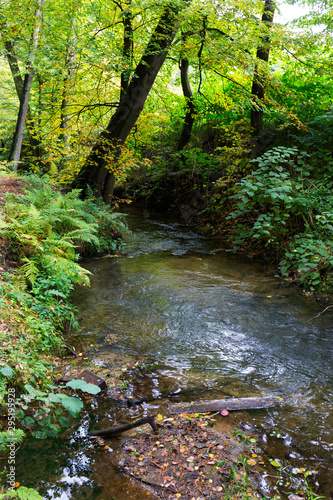 Forest autumn Nature about Creek in northern Bohemia, Lusatian Mountains, Czech Republic