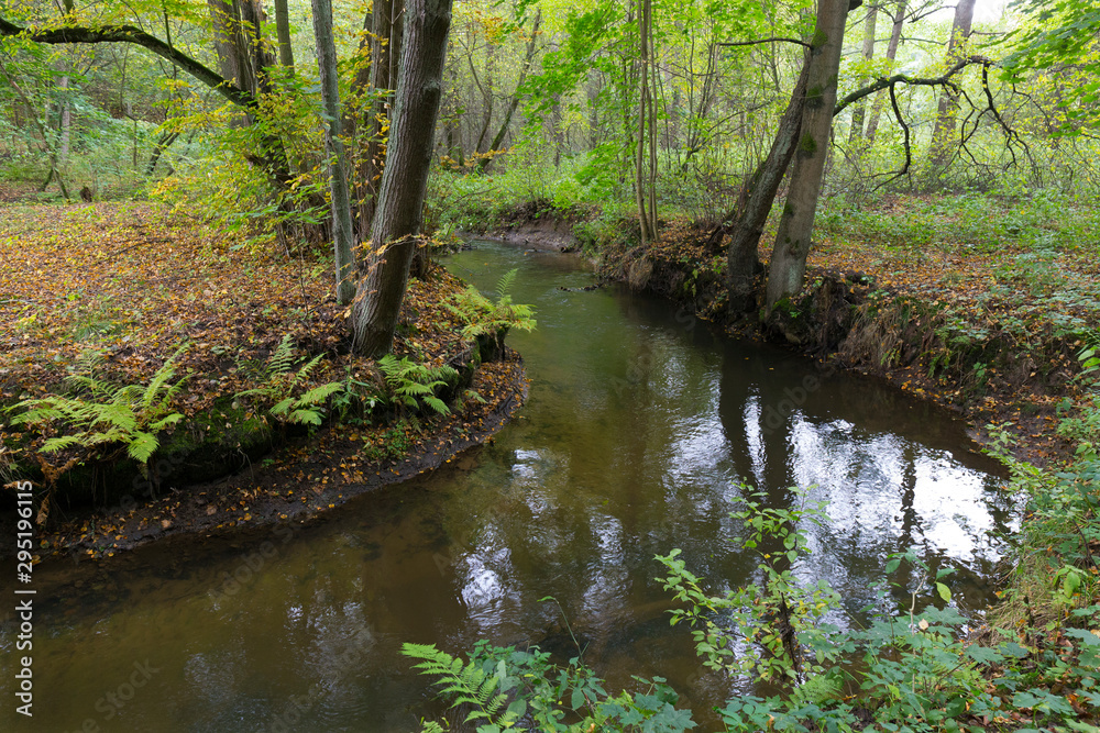 Forest autumn Nature about Creek in northern Bohemia, Lusatian Mountains, Czech Republic