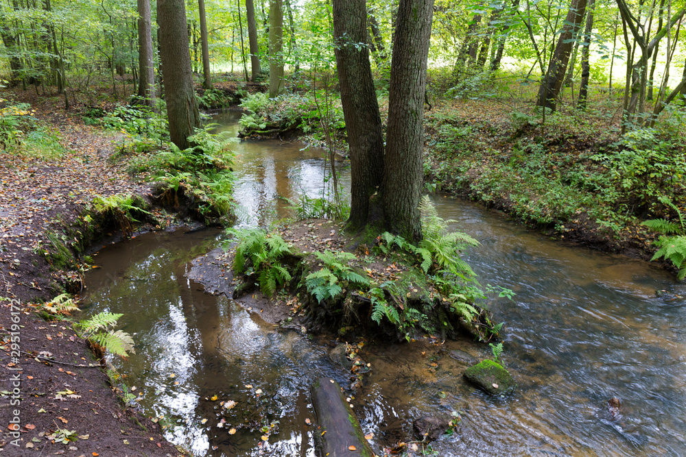 Forest autumn Nature about Creek in northern Bohemia, Lusatian Mountains, Czech Republic