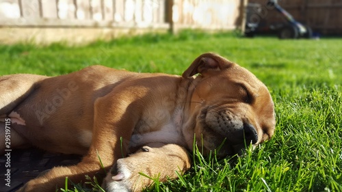Staffordshire bull terrier puppy sleeping