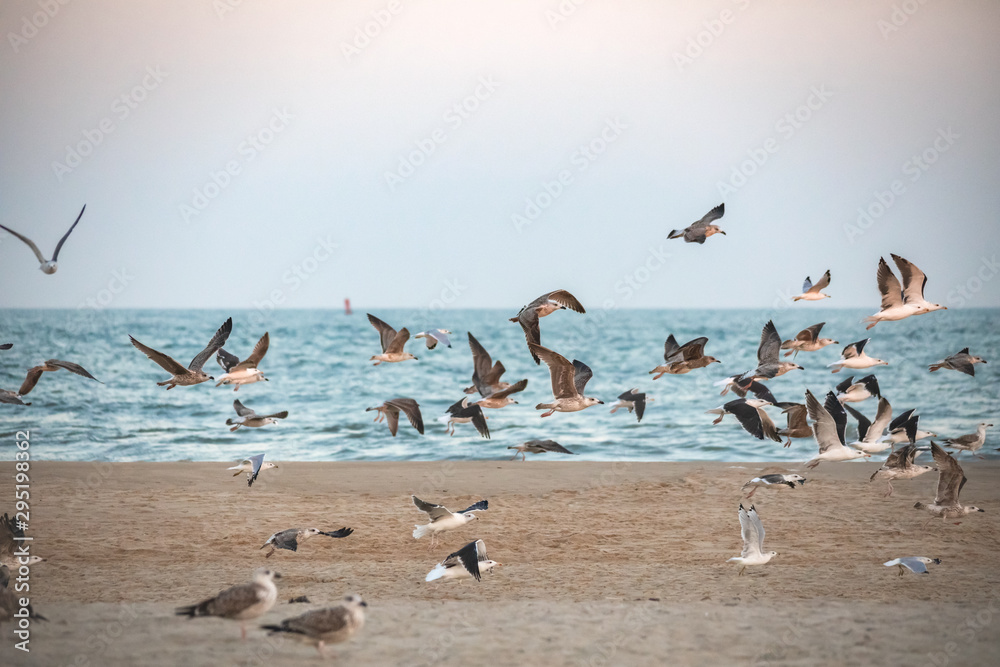 Gulls at Ocean City
