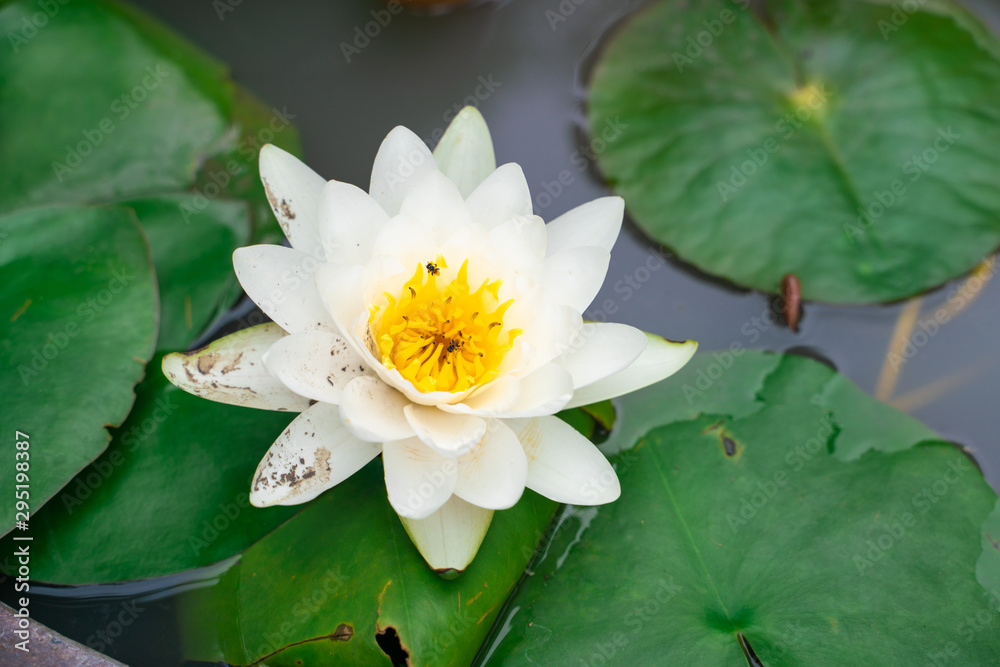 Colorful lotus flower with leaf in water park pond Colorful lotus flower with leaf in water park pond