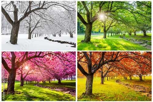 Fototapeta Four seasons with japanese cherry trees in Hurd Park, Dover, New Jersey