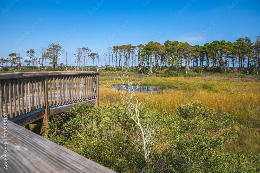 Life of the Forest Nature Trail at Assateague Island