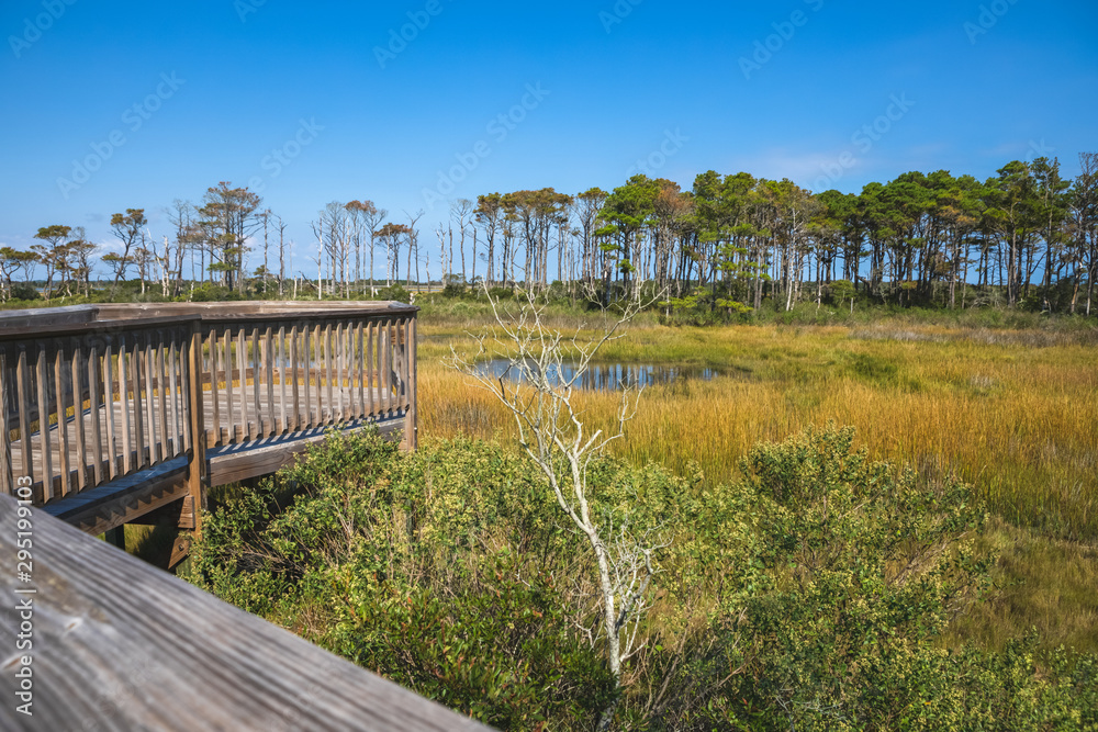 Life of the Forest Nature Trail at Assateague Island Life of the Forest Nature Trail at Assateague Island
