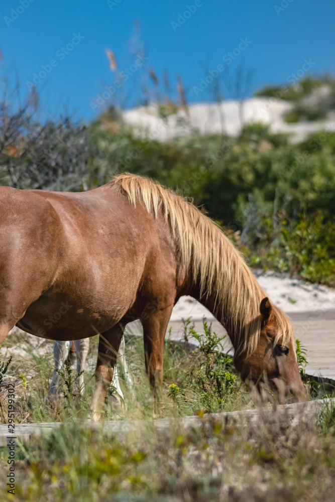 Naklejka premium Assateague Horses on Assateague Island